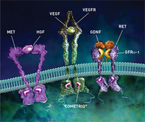 COMETRIQ® mechanism of action COMETRIQ® mechanism of action